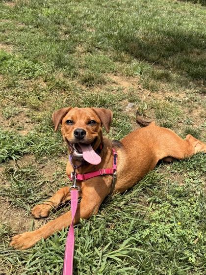 Tweety, Adopted, Puppy Female Cane Corso & Rottweiler.
