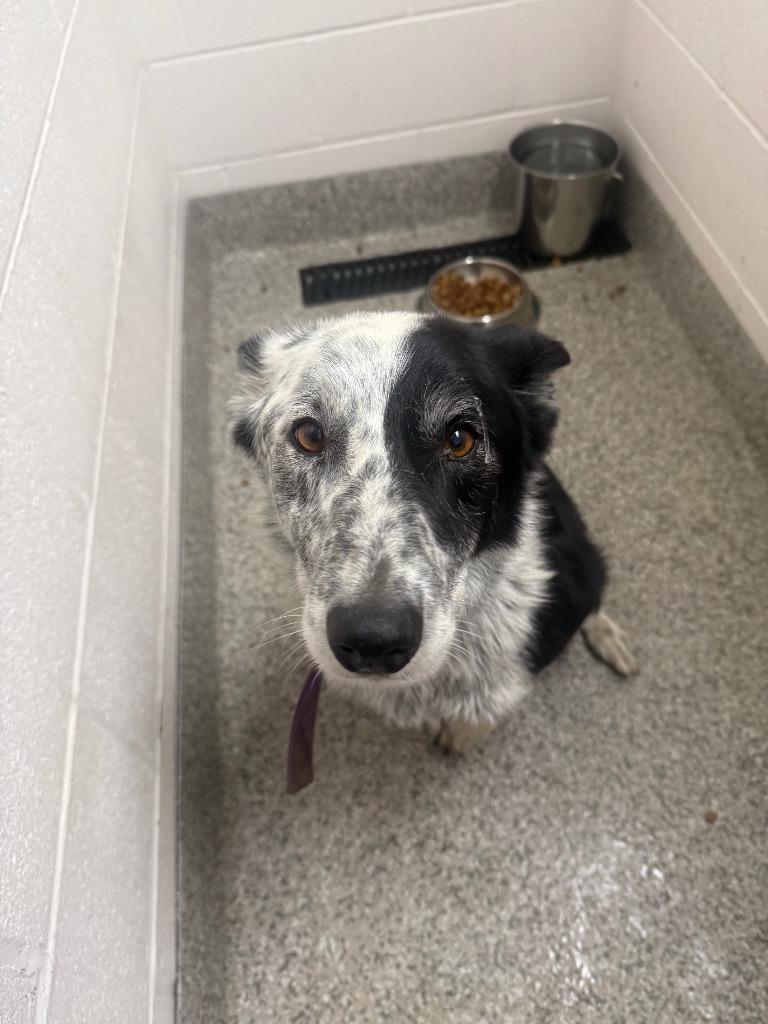 Abe, Adoptable, Adult Male Border Collie & Australian Cattle Dog / Blue Heeler.