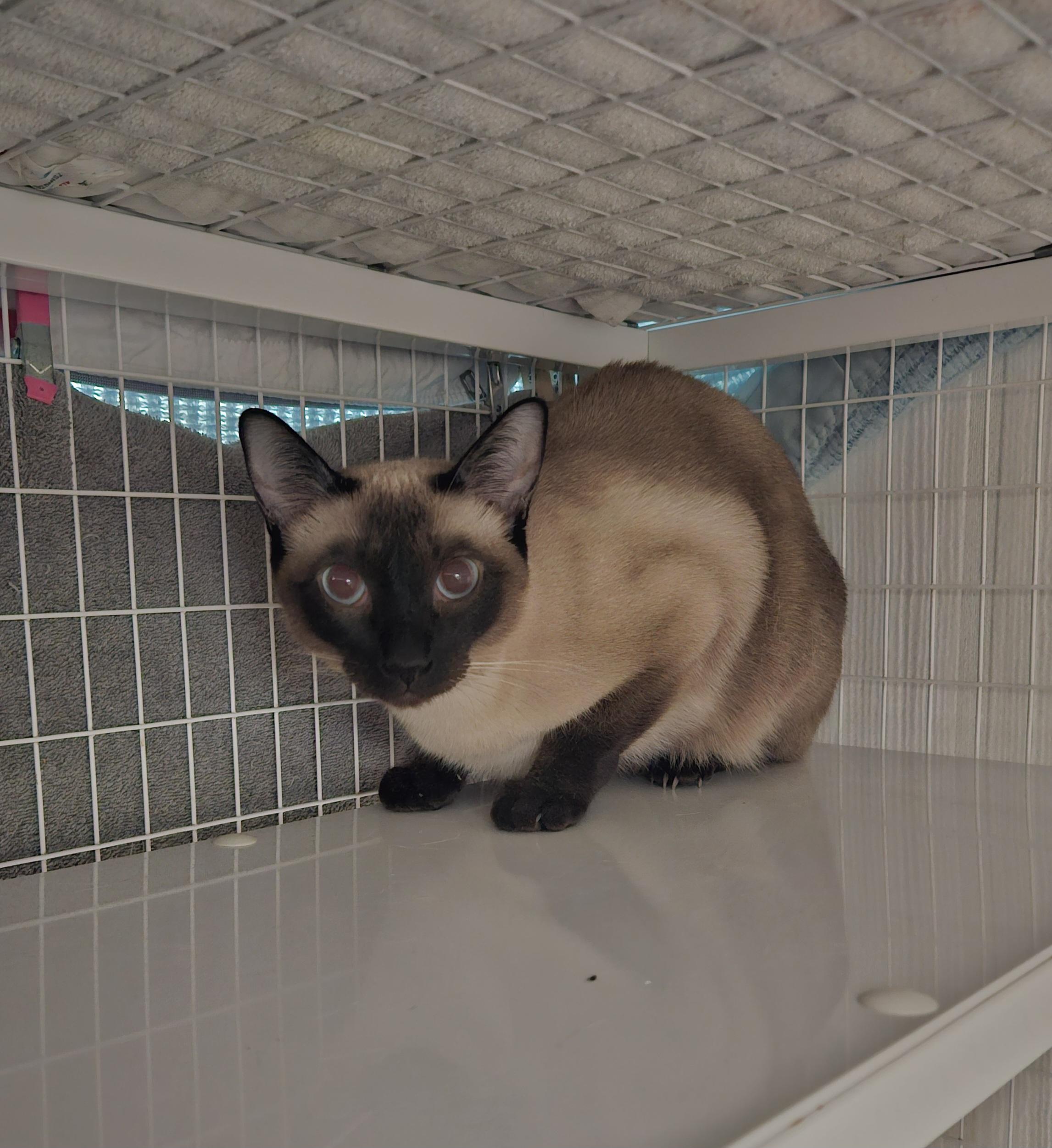 Lucky, ADOPTABLE, Adult Female Siamese.