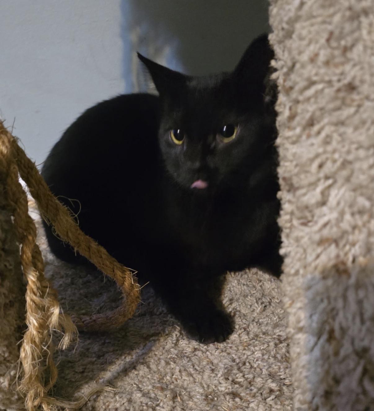 Tilly, Adoptable, Kitten Female Domestic Short Hair.