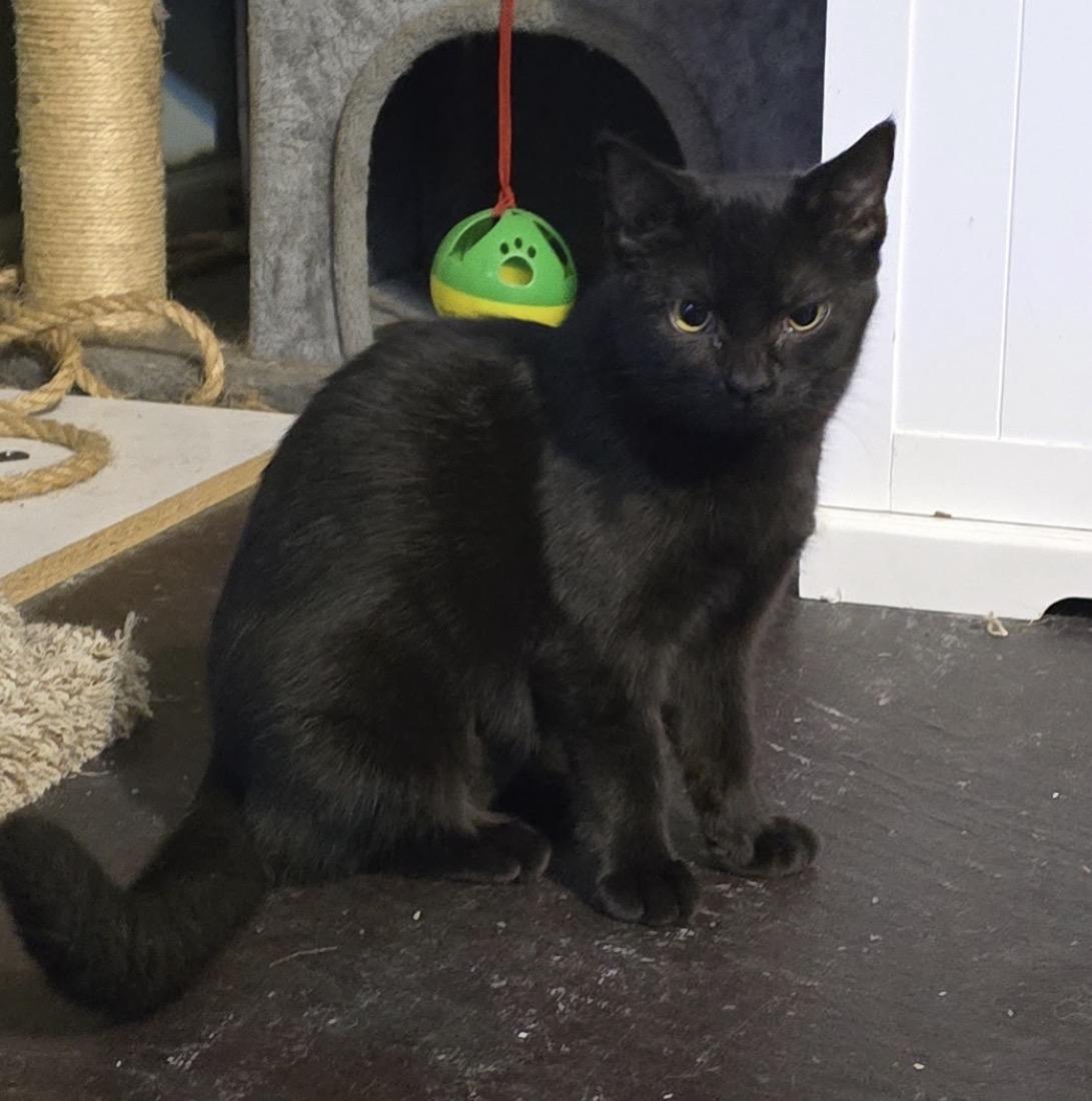 Tilly, a Adoptable Domestic Short Hair in Maineville, OH image 2/2