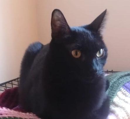 Tita (7), Adoptable, Young Female Domestic Short Hair.