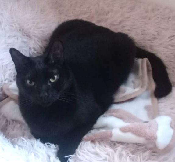 Tita (7), a Adoptable mixed breed in Mexicali, BCN image 2/6