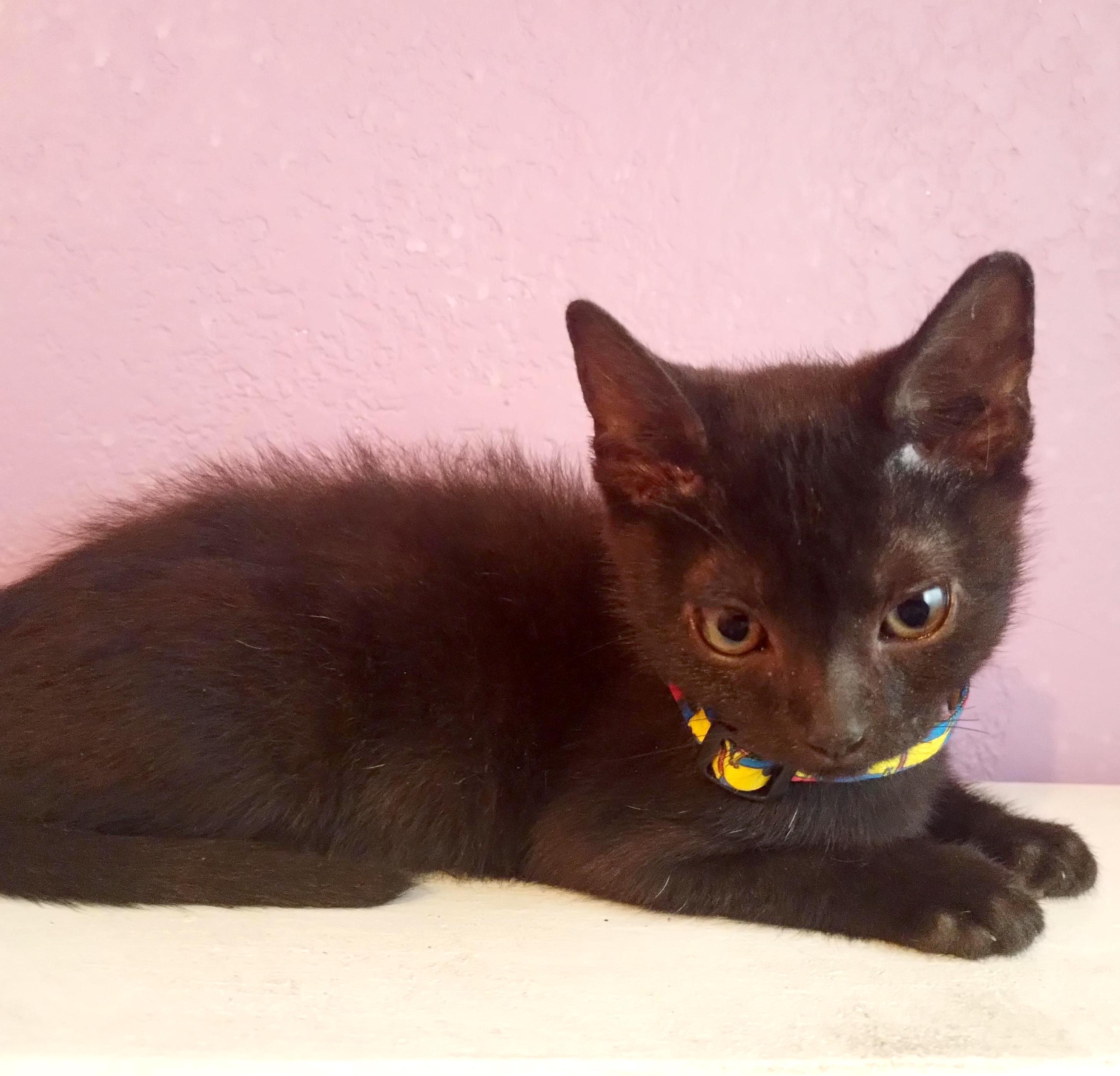 Tita (7), a Adoptable mixed breed in Mexicali, BCN image 5/6