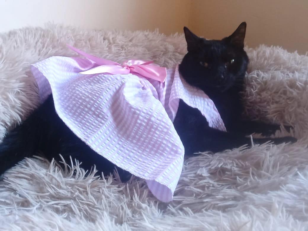 Tita (7), a Adoptable mixed breed in Mexicali, BCN image 3/6