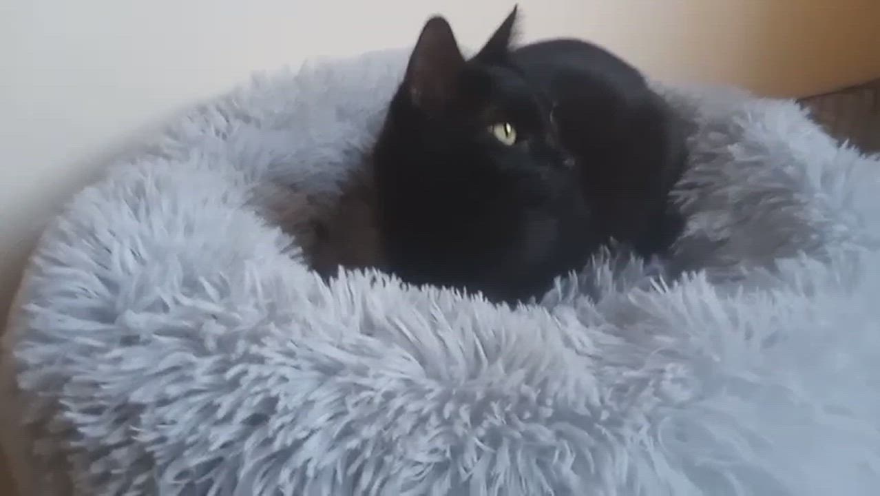 Enlarge Tita (7), a Adoptable mixed breed in Mexicali, BCN video 6/6