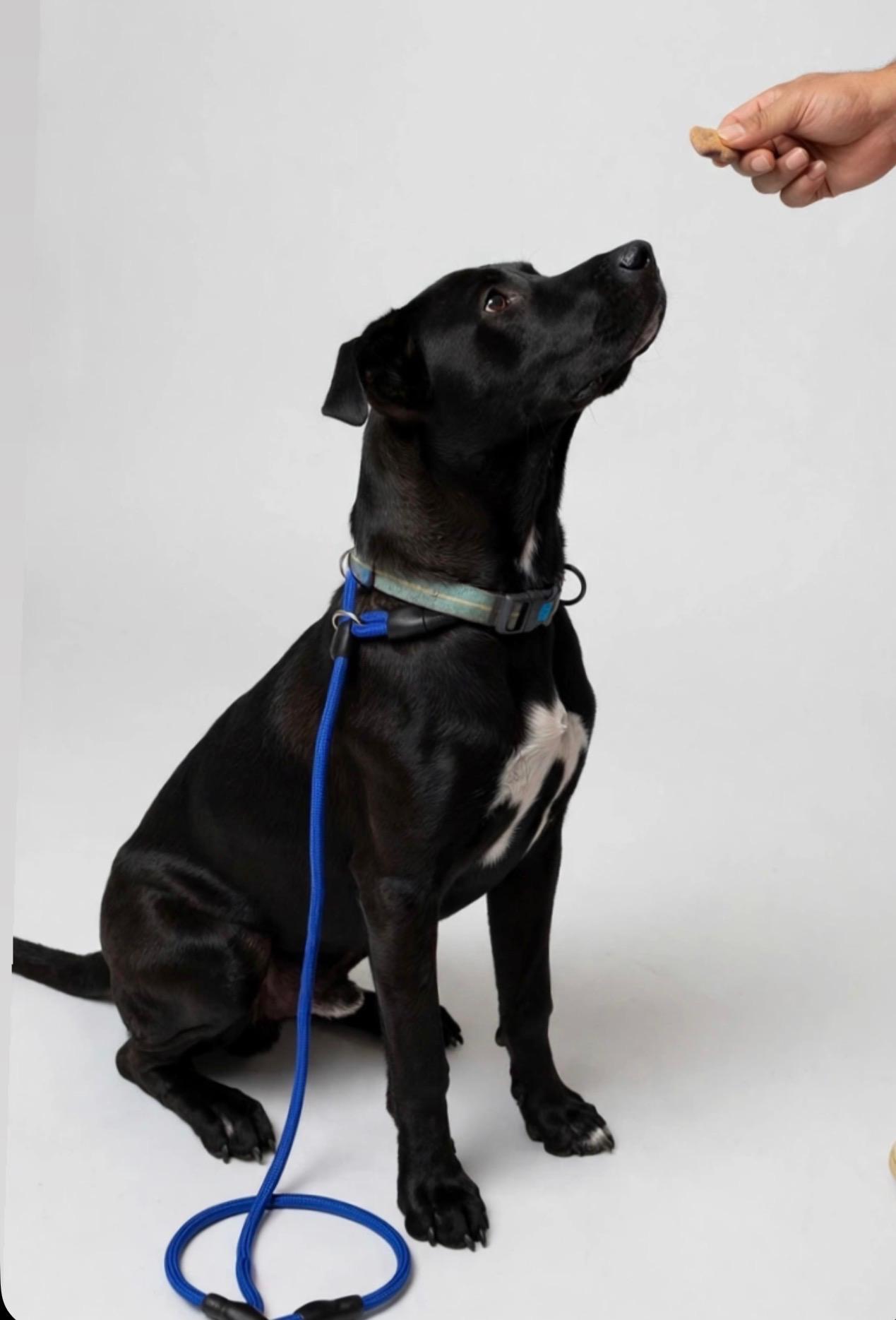 Enlarge OCTANE, a Adoptable Black Labrador Retriever in Vancouver, WA image 4/6