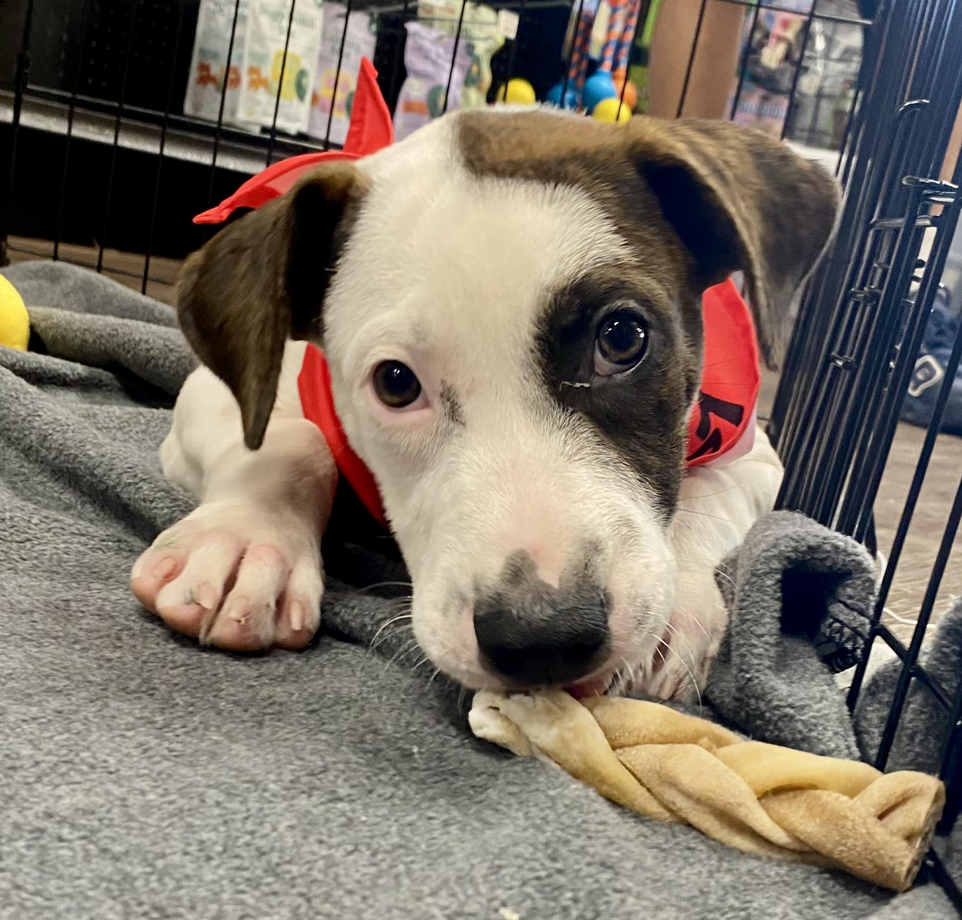 Enlarge Cairo, a Adoptable mixed breed in Dublin, OH image 5/6