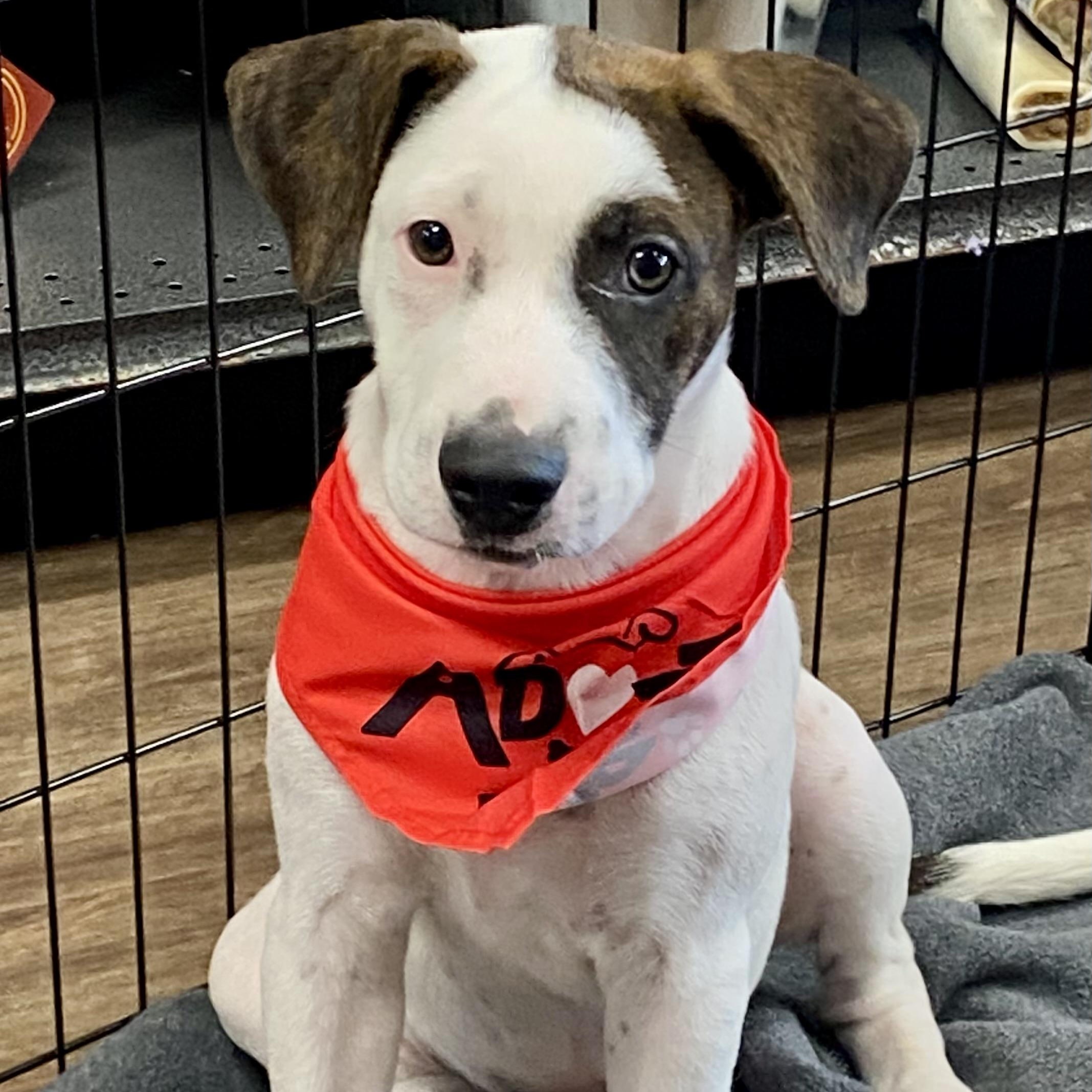 Cairo, Adoptable, Puppy Male Pit Bull Terrier.