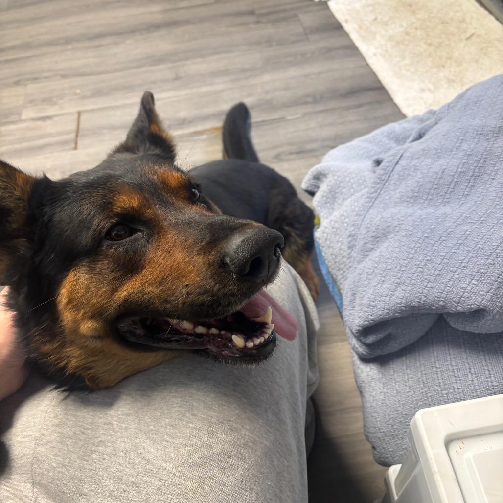 Rocco, Adoptable, Adult Male German Shepherd Dog.