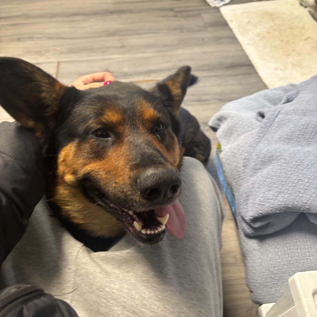 Enlarge Rocco, a Adoptable German Shepherd Dog in Greenville, PA image 2/6