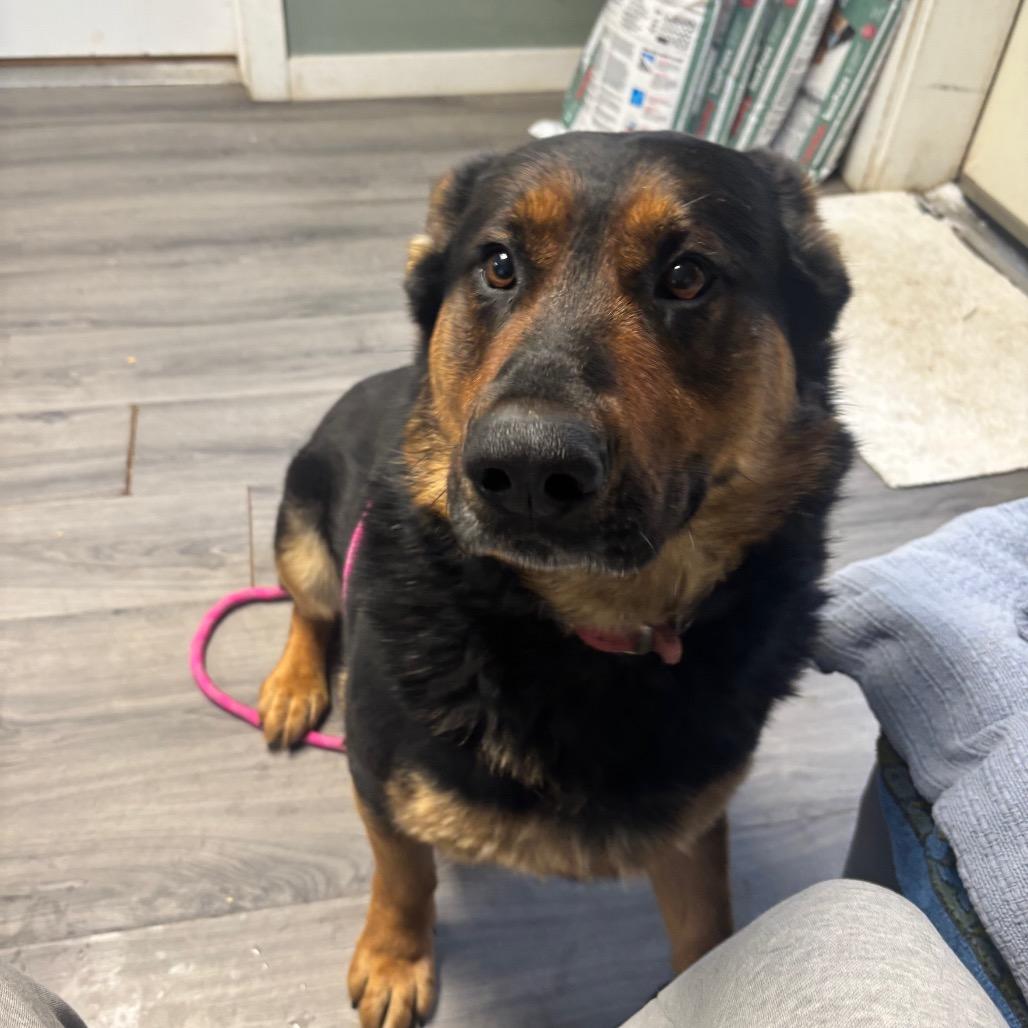 Enlarge Rocco, a Adoptable German Shepherd Dog in Greenville, PA image 3/6