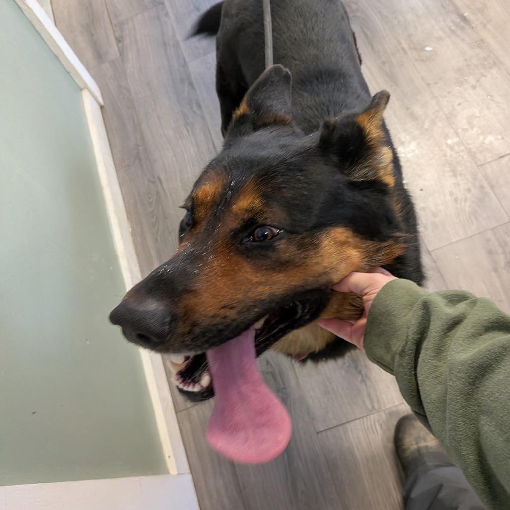 Enlarge Rocco, a Adoptable German Shepherd Dog in Greenville, PA image 4/6