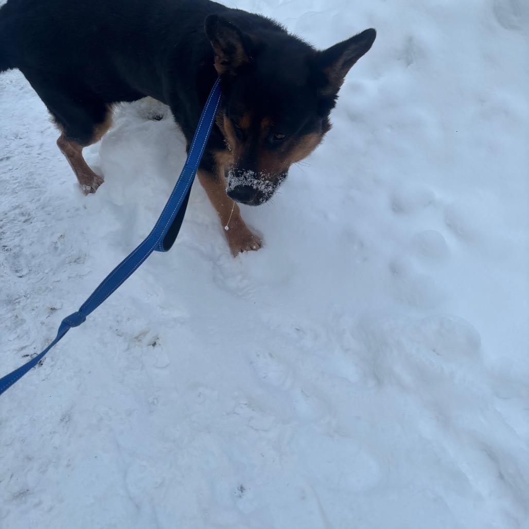 Enlarge Rocco, a Adoptable German Shepherd Dog in Greenville, PA image 5/6