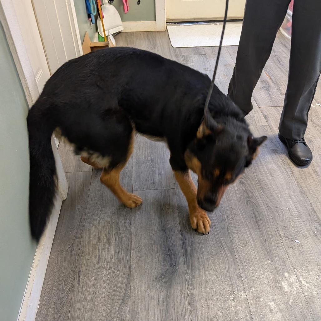 Enlarge Rocco, a Adoptable German Shepherd Dog in Greenville, PA image 6/6