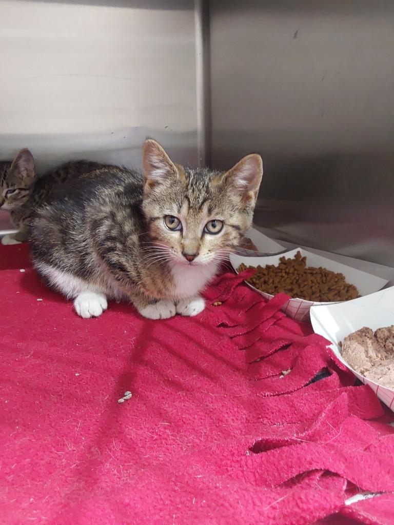 2024-06-113, Adopted, Young Male Domestic Short Hair.