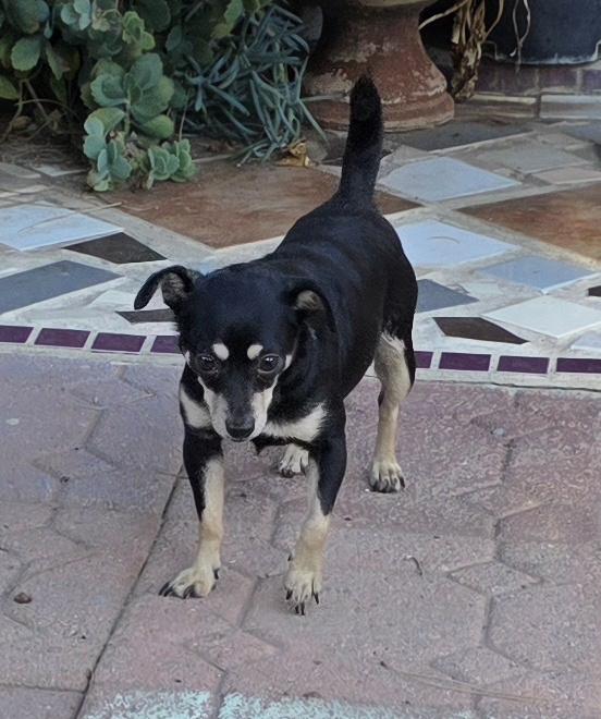 Kika, a ADOPTABLE Chihuahua in Fallbrook, CA image 6/6