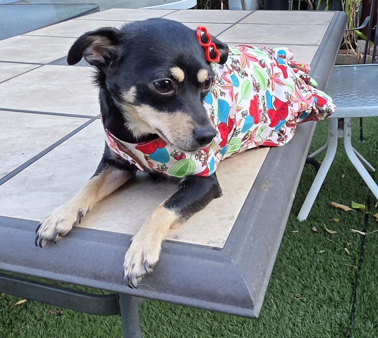 Kika, a ADOPTABLE Chihuahua in Fallbrook, CA image 1/6