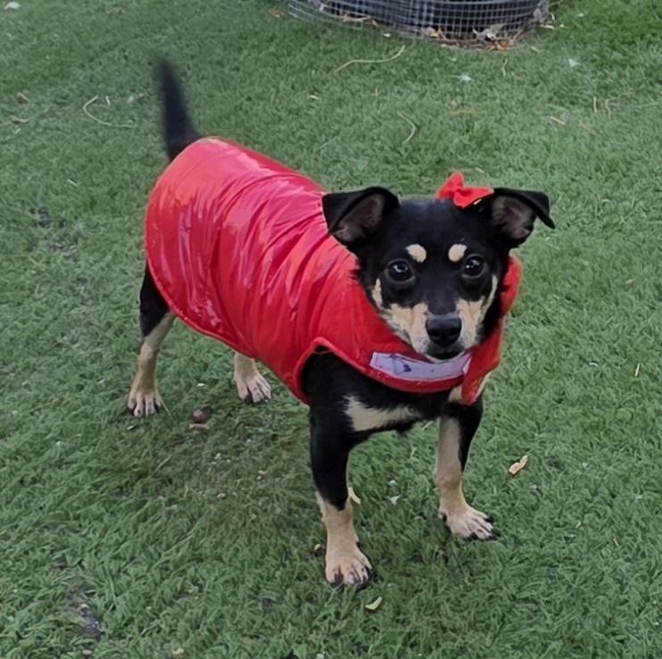Kika, a ADOPTABLE Chihuahua in Fallbrook, CA image 4/6