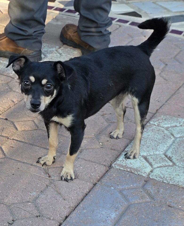 Kika, a ADOPTABLE Chihuahua in Fallbrook, CA image 3/6
