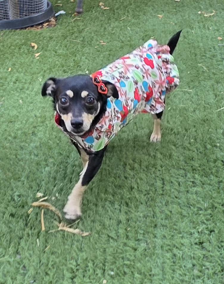 Kika, a ADOPTABLE Chihuahua in Fallbrook, CA image 5/6