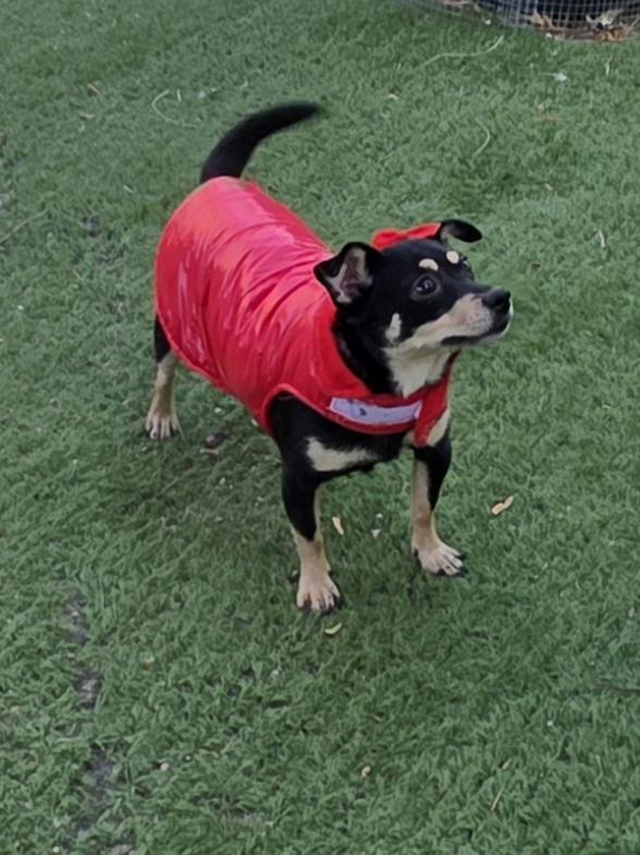 Kika, a ADOPTABLE Chihuahua in Fallbrook, CA image 2/6
