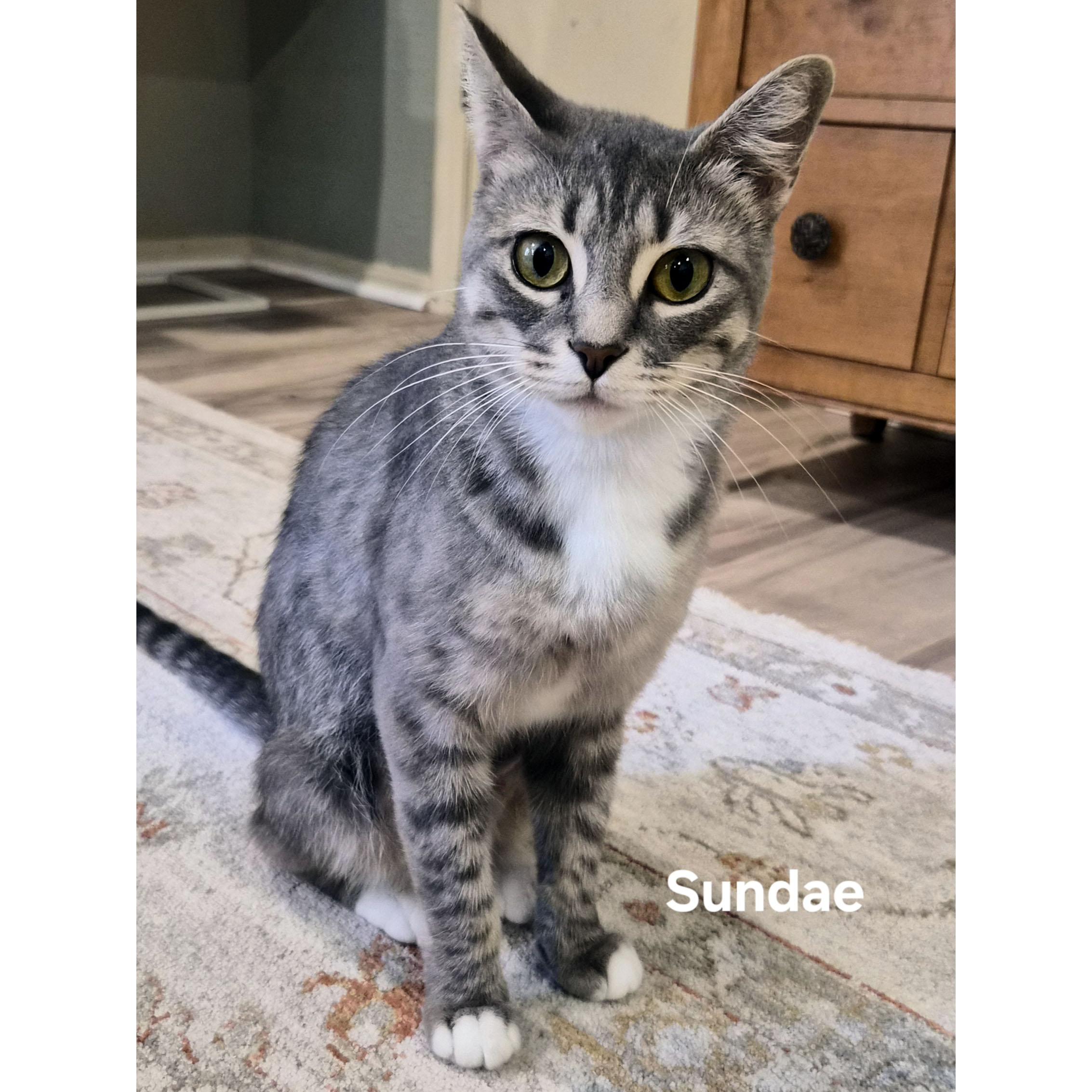 Enlarge Sundae, a Adoptable mixed breed in Tulsa, OK image 3/3