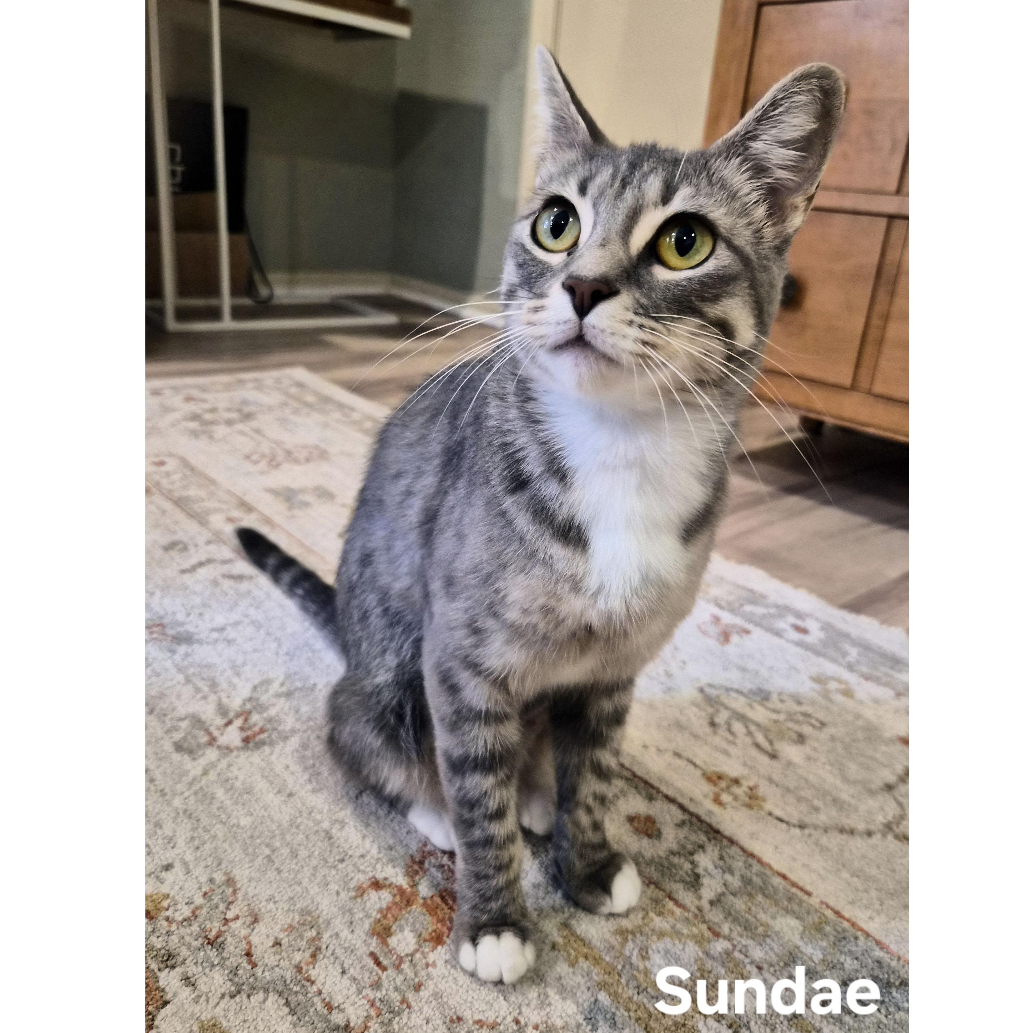 Enlarge Sundae, a Adoptable mixed breed in Tulsa, OK image 1/3