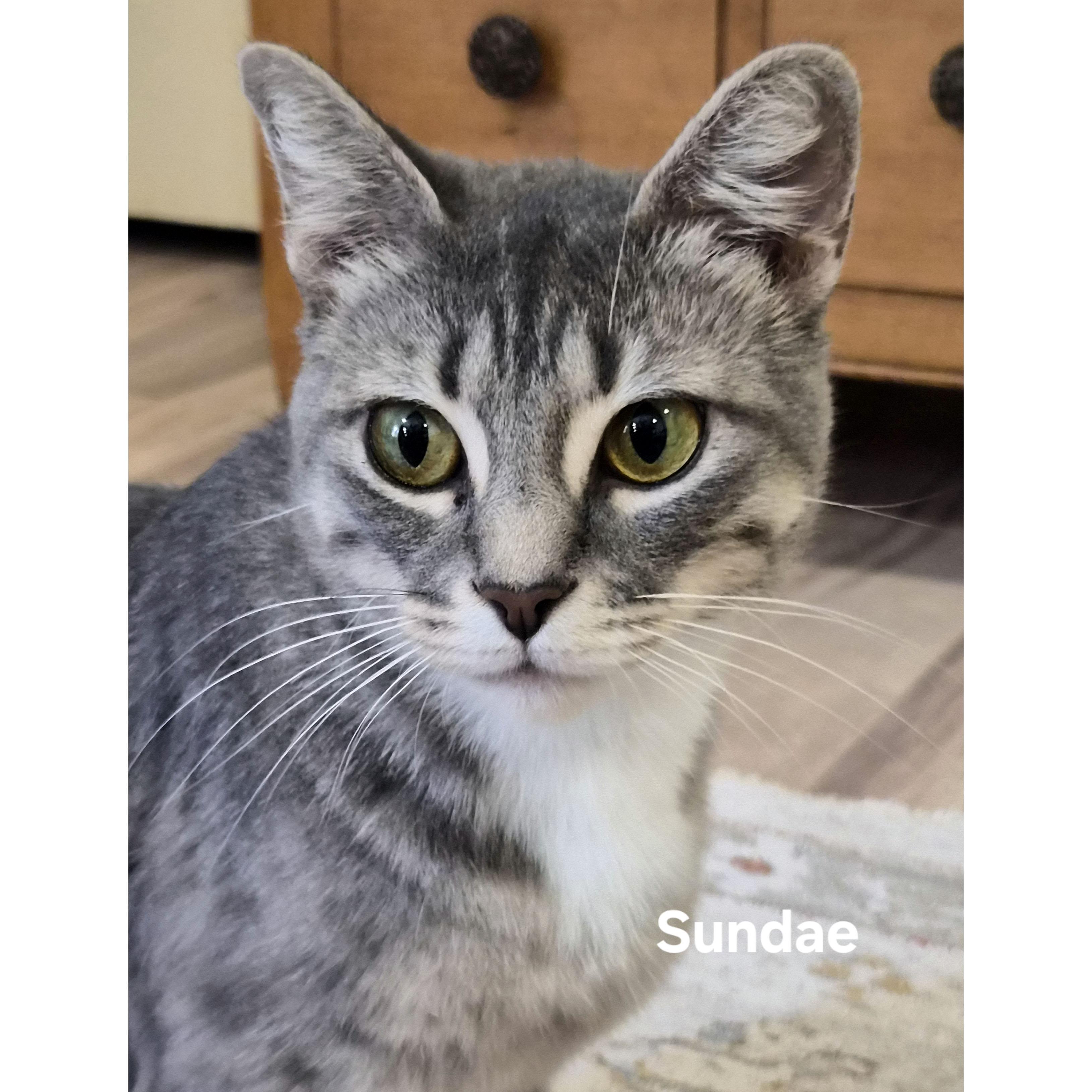 Enlarge Sundae, a Adoptable mixed breed in Tulsa, OK image 2/3