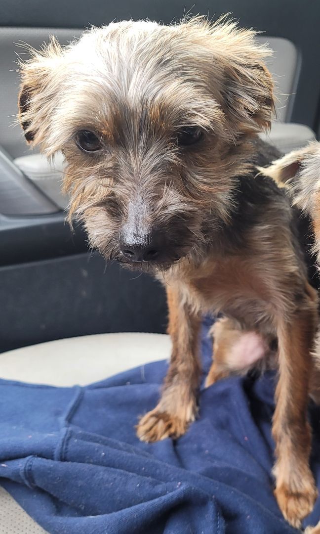 Enlarge Bronx, a Adopted Yorkshire Terrier in Chattanooga, TN image 1/5