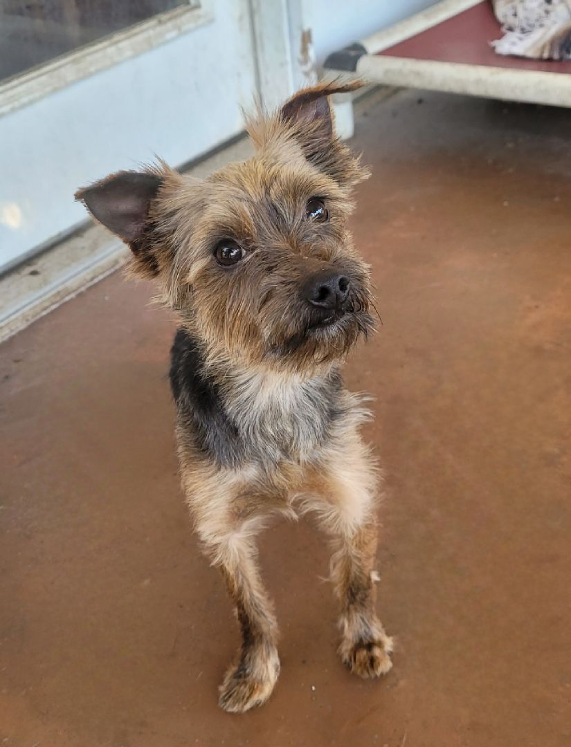 Enlarge Bronx, a Adopted Yorkshire Terrier in Chattanooga, TN image 2/5