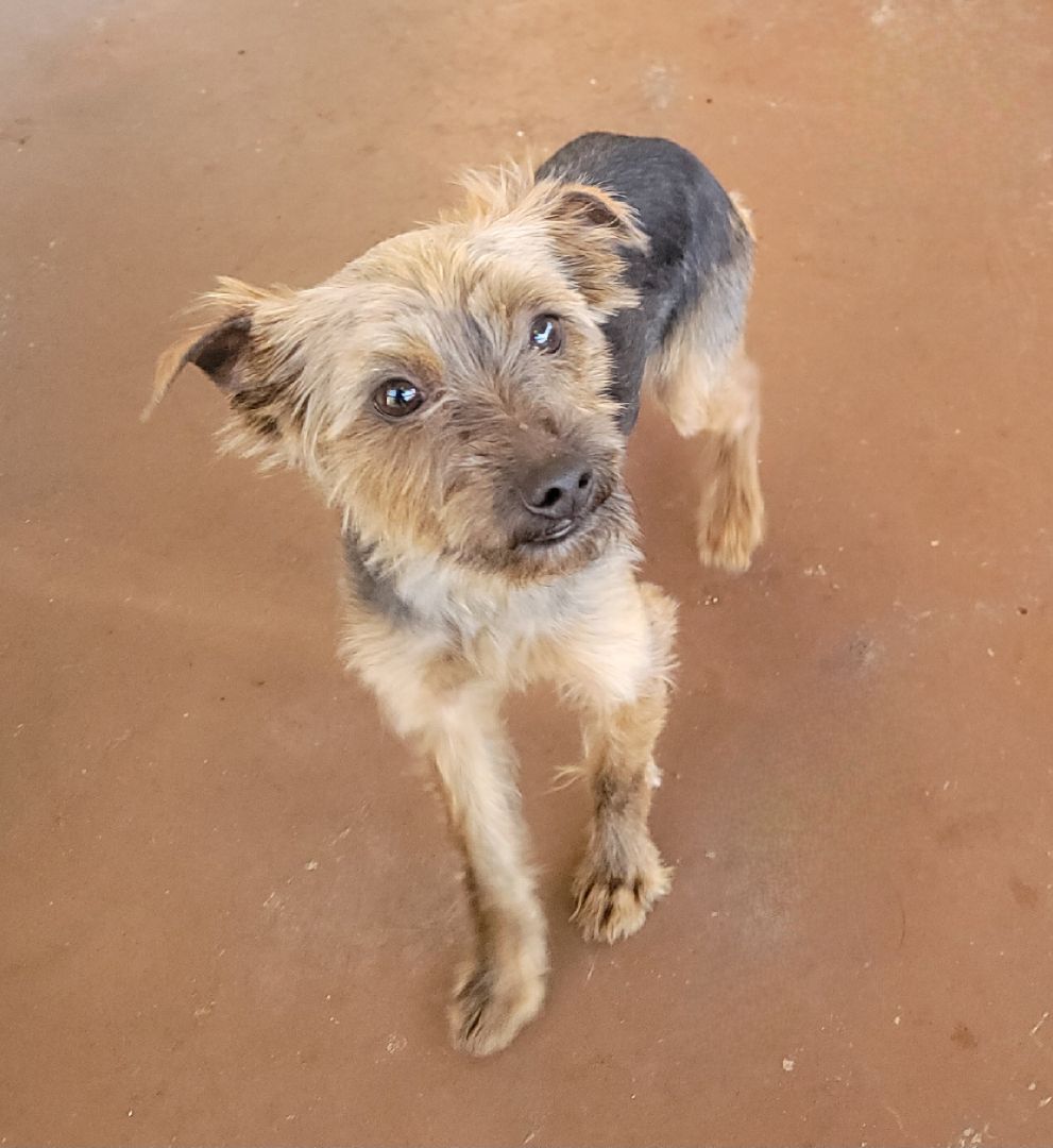 Enlarge Bronx, a Adopted Yorkshire Terrier in Chattanooga, TN image 3/5