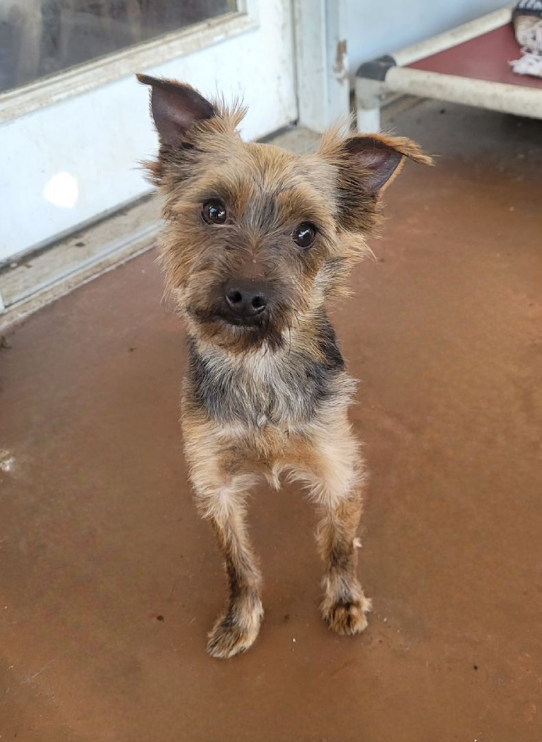 Enlarge Bronx, a Adopted Yorkshire Terrier in Chattanooga, TN image 4/5