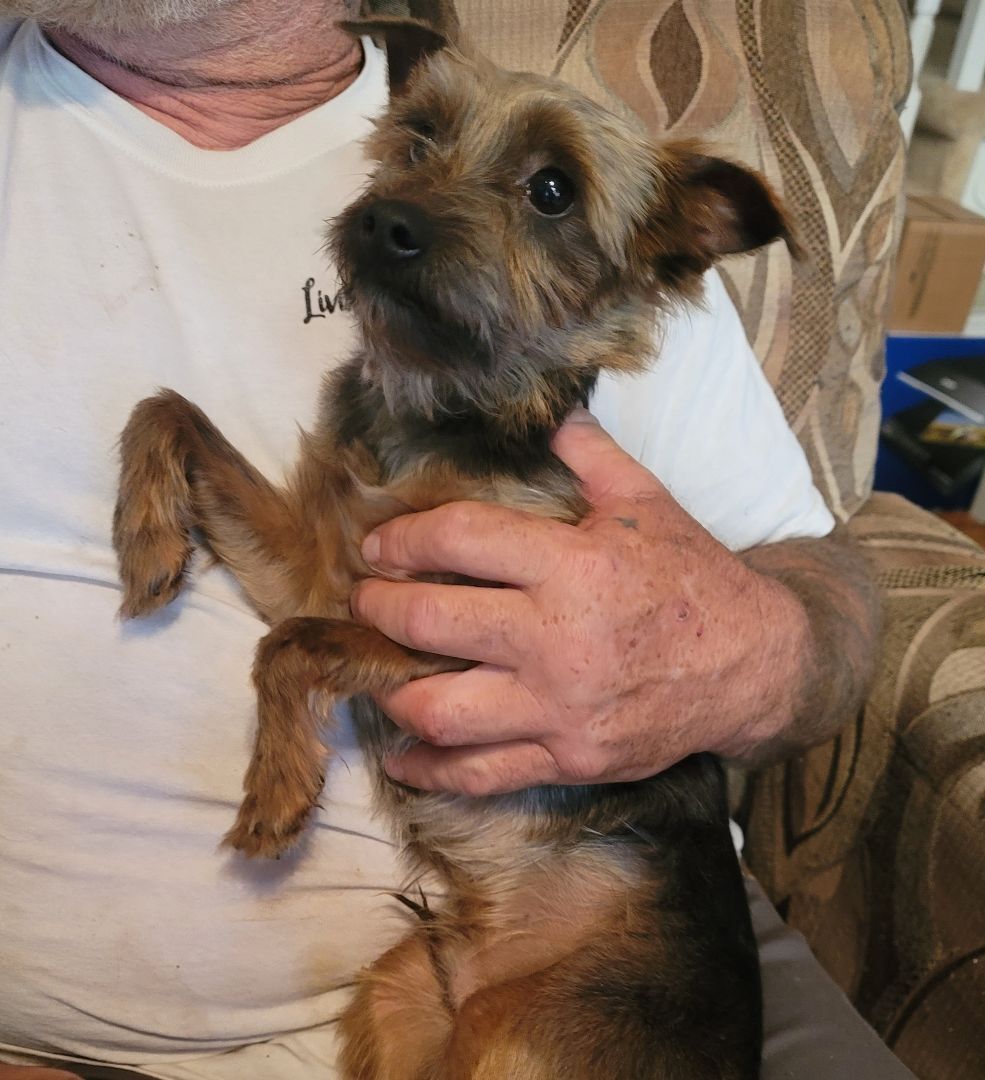 Enlarge Bronx, a Adopted Yorkshire Terrier in Chattanooga, TN image 5/5