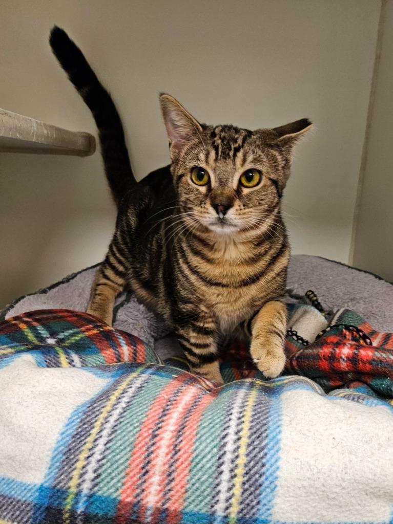 Grady (Shannon View), Adoptable, Young Male Domestic Short Hair.