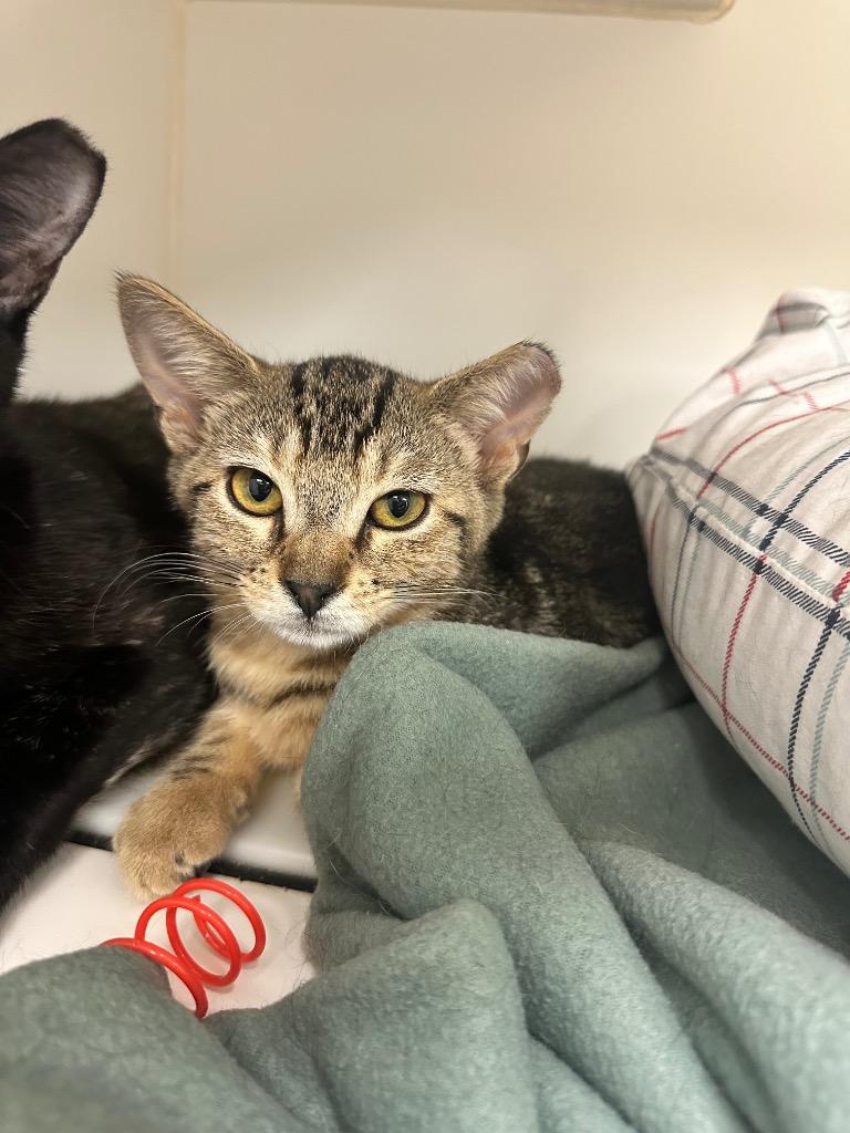 Grady (Shannon View), a Adoptable mixed breed in Johnson City, TN image 2/2