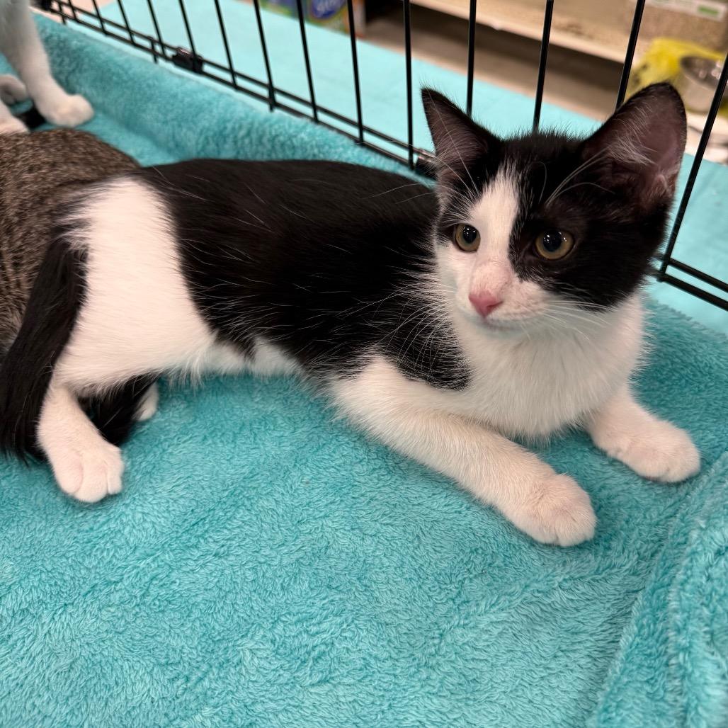 Loretta Lynn, Adoptable, Kitten Female Domestic Short Hair.