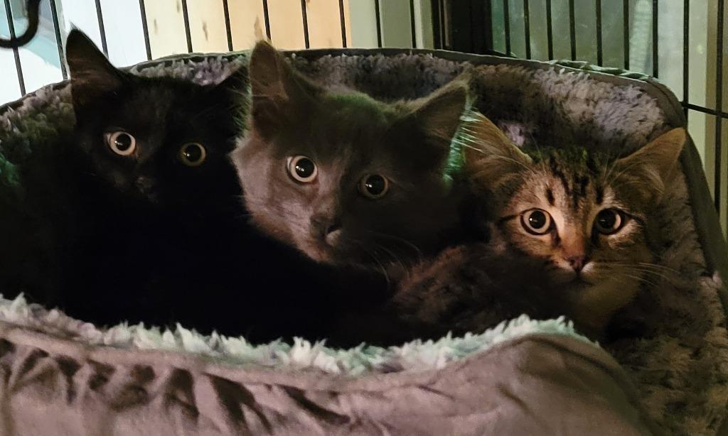 Hallee, Adoptable, Young Male Domestic Short Hair.