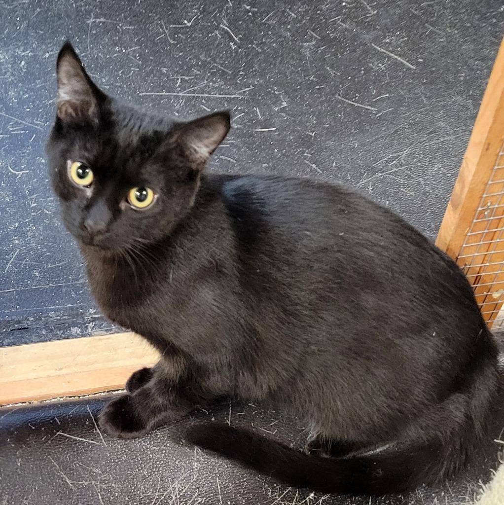 Enlarge Hallee, a Adoptable mixed breed in Palmer, AK image 2/5