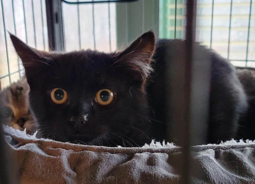 Enlarge Hallee, a Adoptable mixed breed in Palmer, AK image 2/5