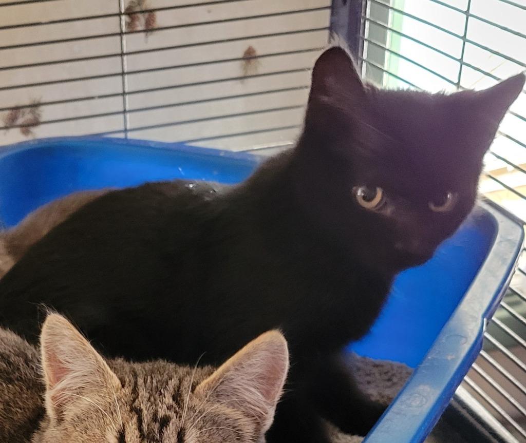 Enlarge Hallee, a Adoptable mixed breed in Palmer, AK image 4/5