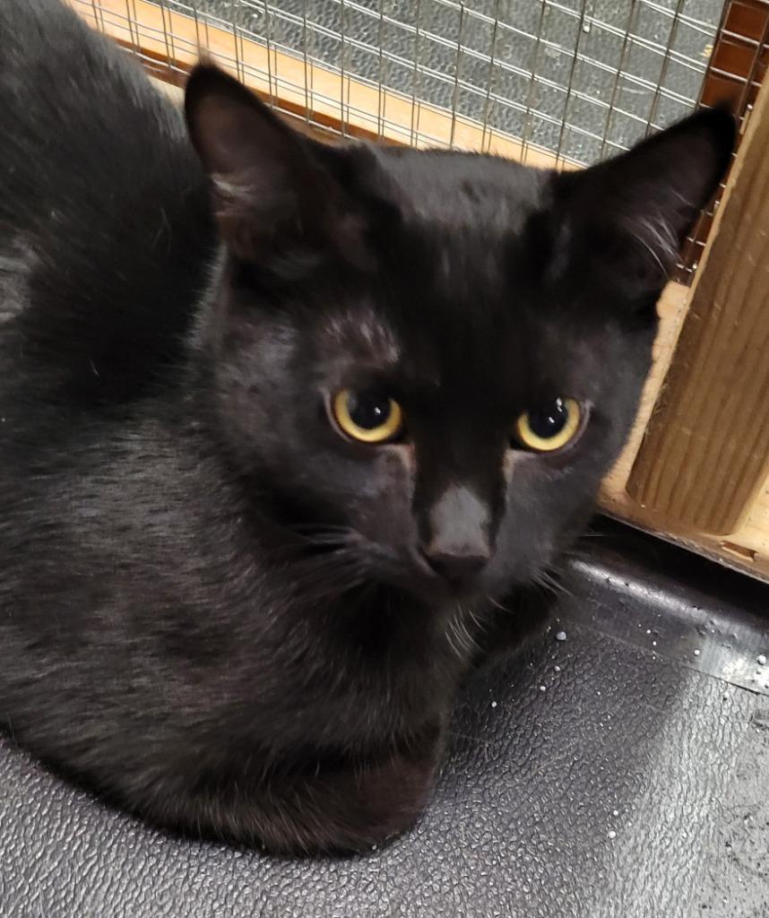 Enlarge Hallee, a Adoptable mixed breed in Palmer, AK image 5/5