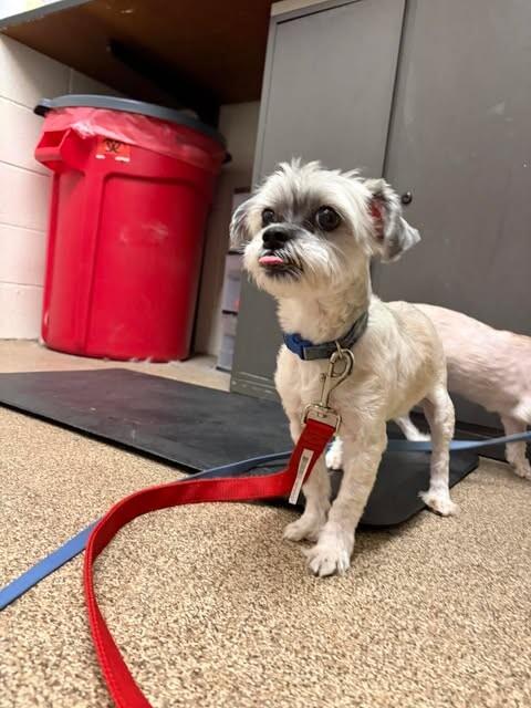 Apollo — thumbnail 3