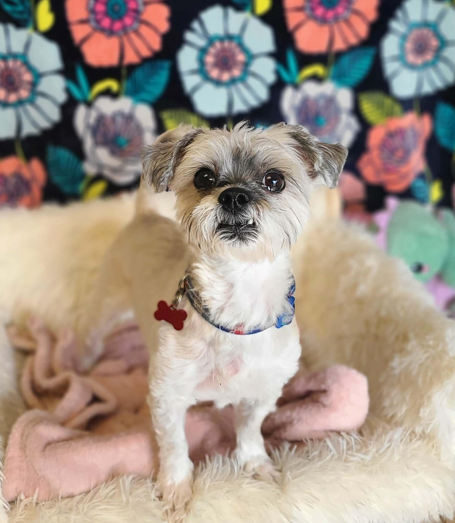 Apollo — thumbnail 4