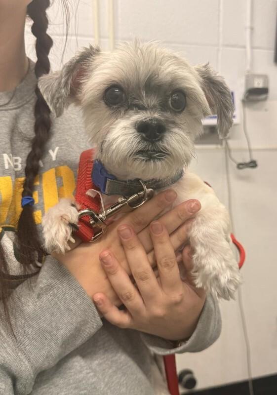 Apollo — thumbnail 5