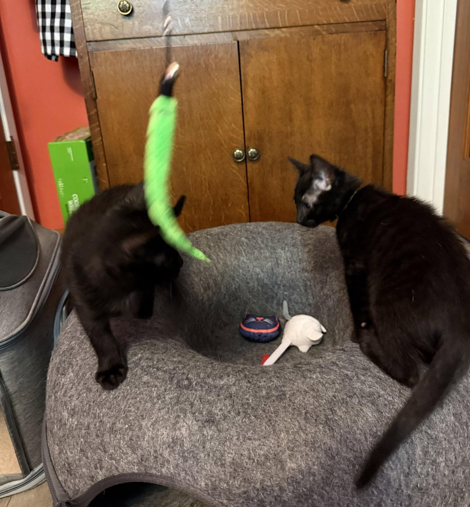 STAR - Bonded with Astro, Adoptable, Kitten Female Domestic Short Hair.