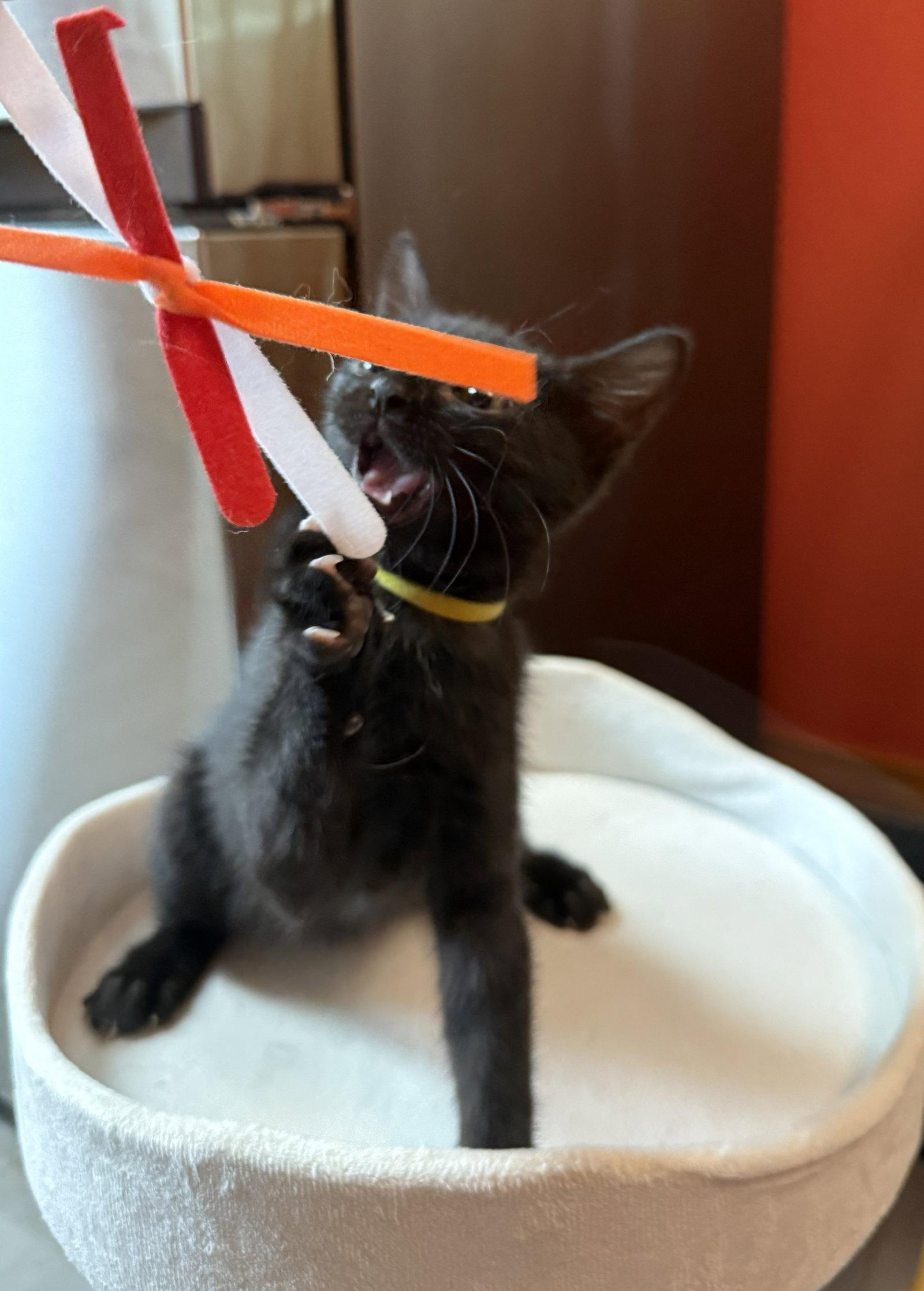 Enlarge STAR - Bonded with Astro, a Adoptable Domestic Short Hair in Fremont, CA image 2/3
