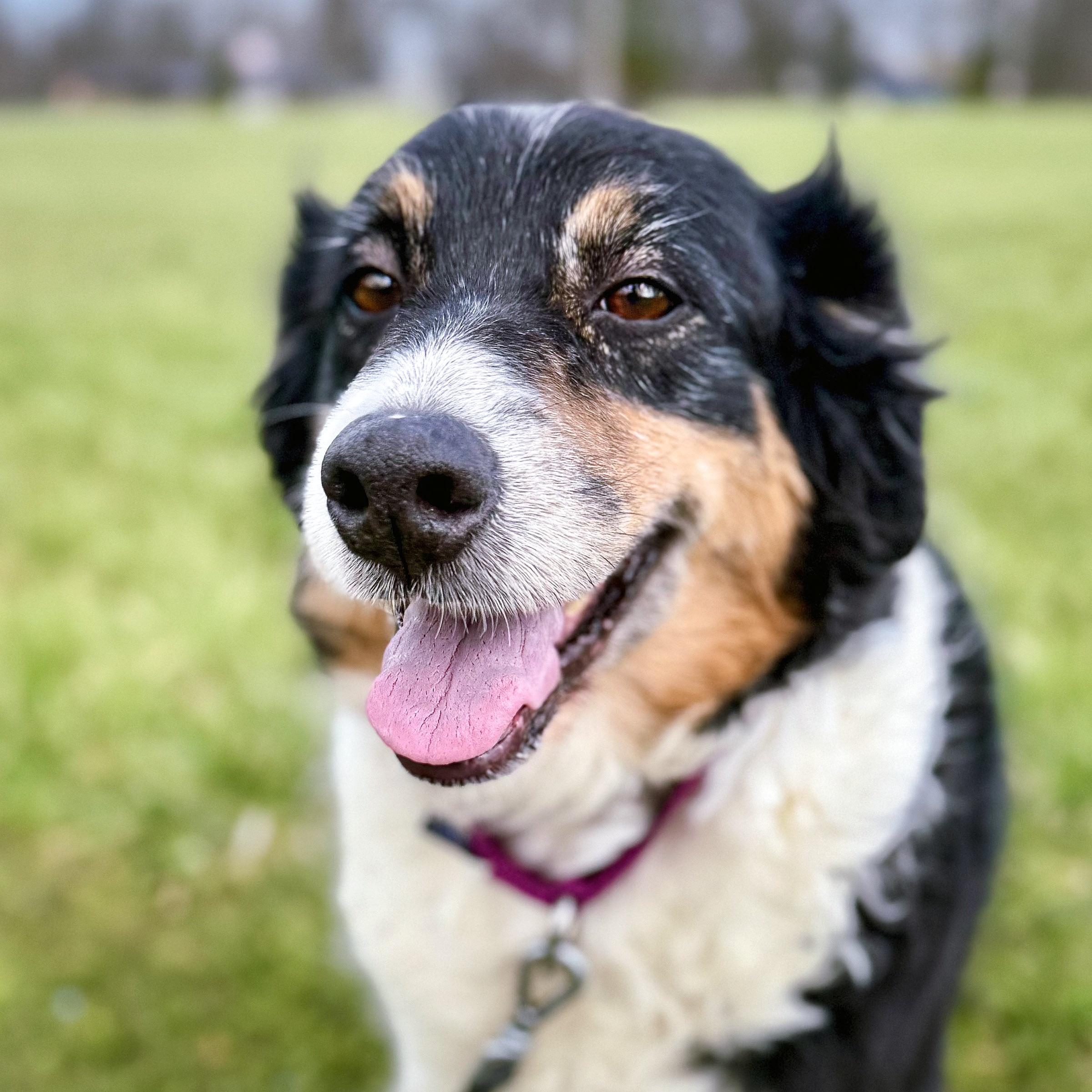 Enlarge Dove, a ADOPTABLE mixed breed in Ashland, OH image 2/2
