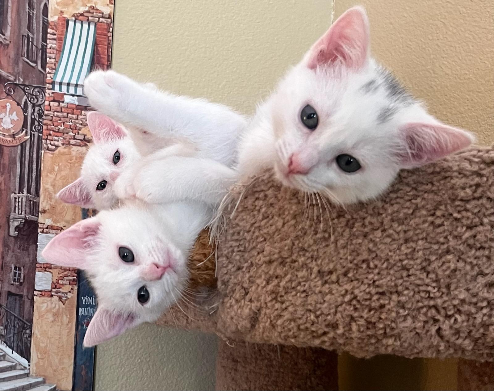 Peeps  – Tiny thumbnail 3