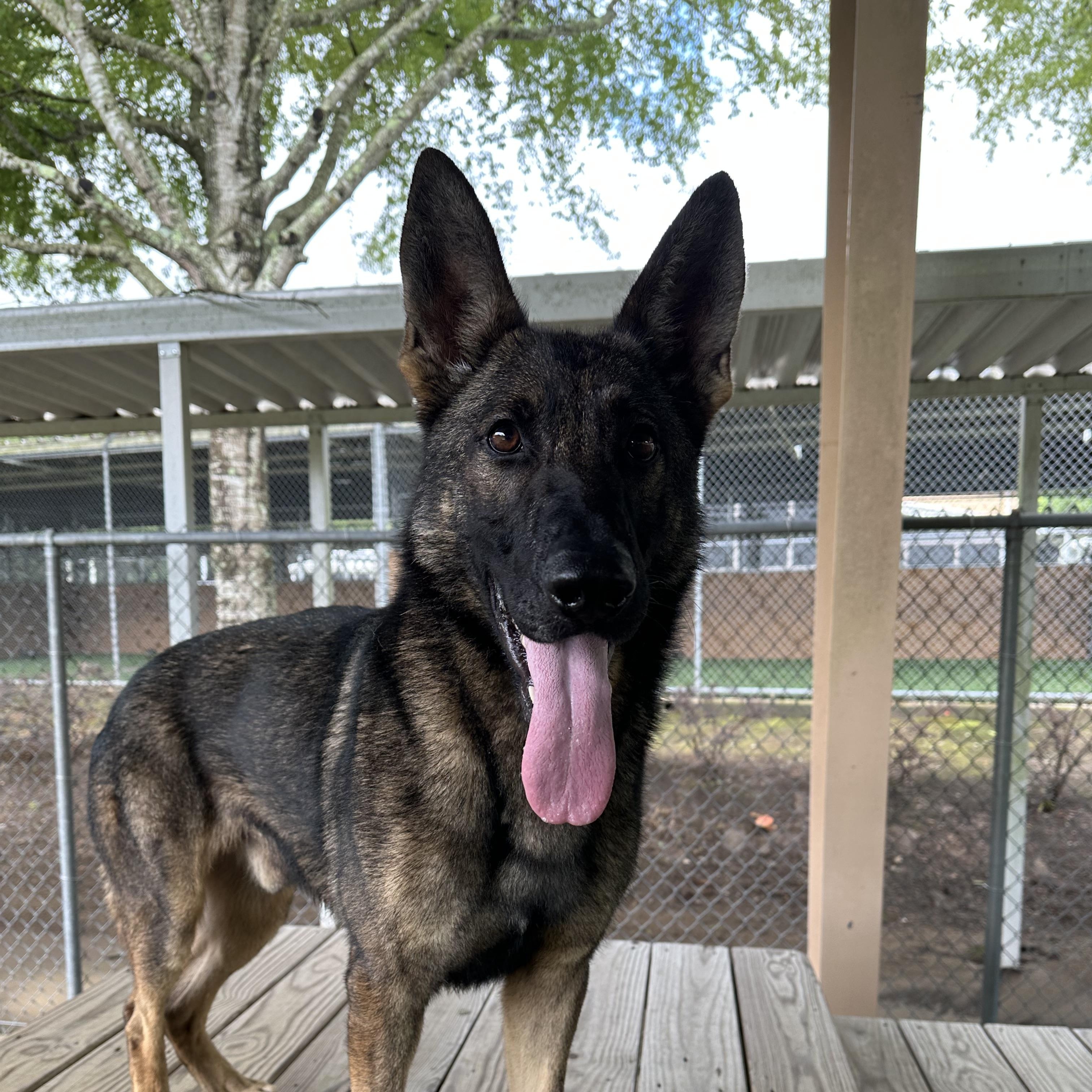 Uno, a Adoptable mixed breed in Newnan, GA image 1/6